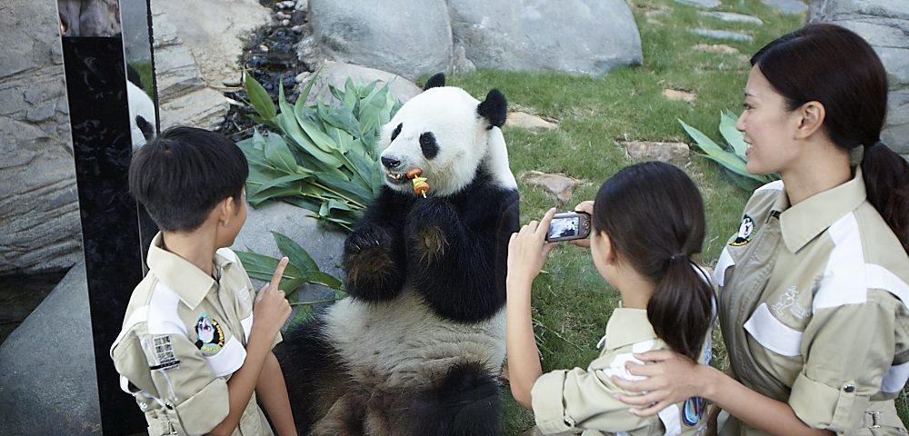 Ocean Park Launches Lovely Panda Month Starting in May Golden Week