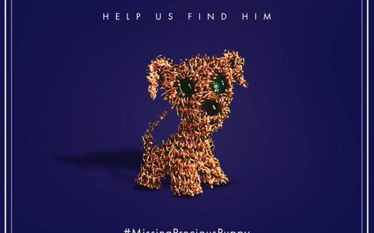 #missingpreciouspuppy – Your Help is Needed!